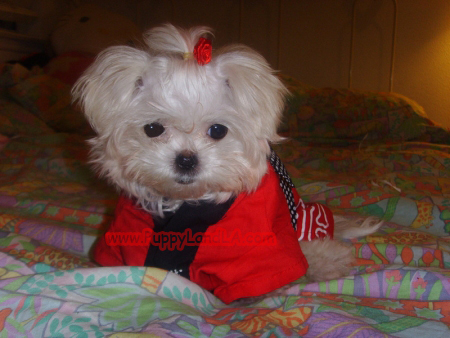 teacup maltese